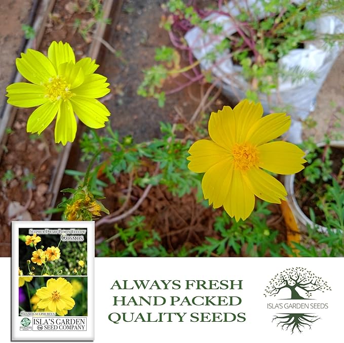 Lemon Yellow Sulphur Dwarf Cosmos Seeds (Cosmos sulphureus) – 100+ Heirloom Non-GMO Seeds by Isla’s Garden Seeds, Soft Yellow Compact Blooms, Pollinator-Friendly Summer Flowers for Beds & Containers