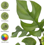 Bumble Plants Rhaphidophora Tetrasperma Mini Monstera 'Ginny' Full Size Live Houseplant | Easy Care, Live Indoor House Plants Fast-Growing Tropical Vine Air-Purifying Houseplant