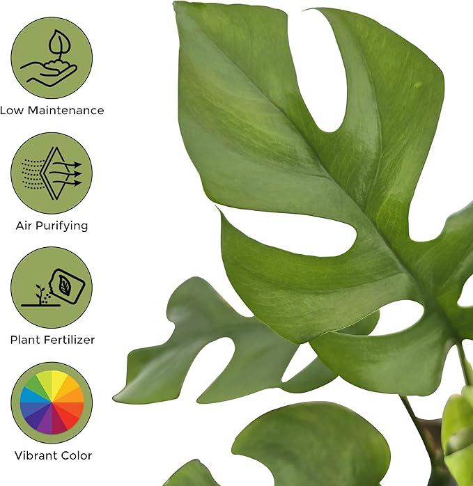Bumble Plants Rhaphidophora Tetrasperma Mini Monstera 'Ginny' Full Size Live Houseplant | Easy Care, Live Indoor House Plants Fast-Growing Tropical Vine Air-Purifying Houseplant