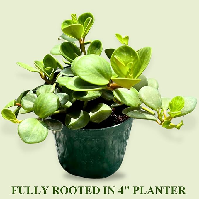 Peperomia Live Plant in 4" Pot - Peperomia Hope Live Plant - Natural Air Purifier Indoor HousePlant - Live Plants for Home Office Wedding Decor & Birthday Gift (Heat Pack Included)