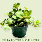 Peperomia Live Plant in 4" Pot - Peperomia Hope Live Plant - Natural Air Purifier Indoor HousePlant - Live Plants for Home Office Wedding Decor & Birthday Gift (Heat Pack Included)