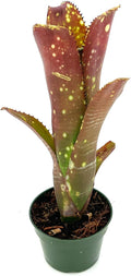 ragnaroc Live Plants – Bromeliad Billbergia Lots of Spots, 8-12" in 4" Pot - 1ct - Live Arrival Guaranteed - House Plants for Home Decor & Gift