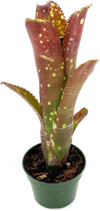 ragnaroc Live Plants – Bromeliad Billbergia Lots of Spots, 8-12" in 4" Pot - 1ct - Live Arrival Guaranteed - House Plants for Home Decor & Gift