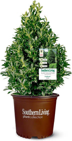 Southern Living 3 Gal. Oakland Holly Shrub