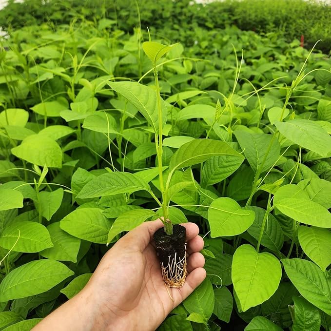 'Giant Granadilla' Passion Fruit Vines (4 Pack) – Live Starter Plants for Planting, Ideal for Creating Lush Garden Canopies, Producing Juicy Fruits Ideal for Fresh Consumption