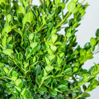 Perfect Plants Wintergreen Boxwood Live Plant, 7 gallon, Includes Care Guide