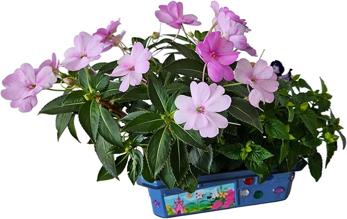 Grow Your Own Flower Princess Palace Terrarium Starter Kit - Blooming Jewelweed & Princess Flowers, Includes Pony, Royal Gems & Complete Supplies to Start Growing in a Week