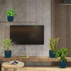 Air Purifying Live Plants for Indoor | Different Houseplants in Multiple Sizes | Real House Plant for Living Room, Office, Desk & Bathroom