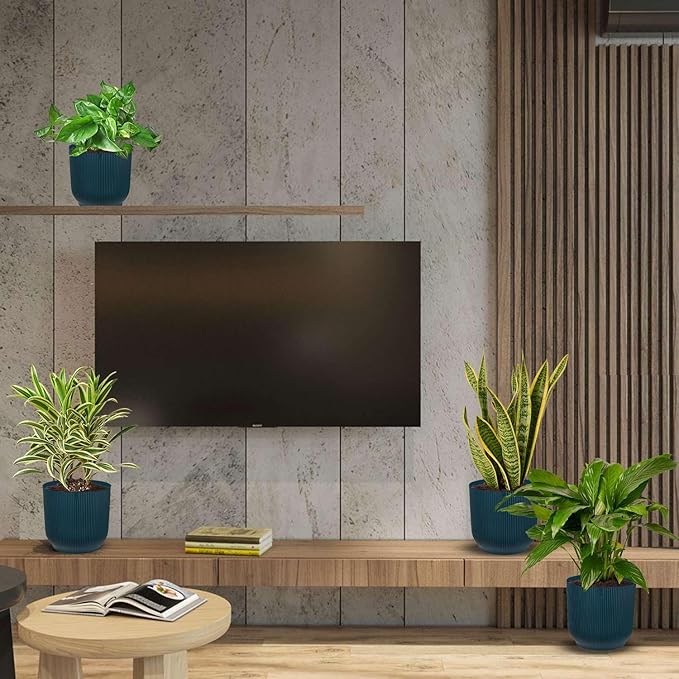 Air Purifying Live Plants for Indoor | Different Houseplants in Multiple Sizes | Real House Plant for Living Room, Office, Desk & Bathroom