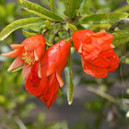 Live Pomegranate 'Wonderful' Plants (Punica Granatum 'Wonderful') - Fruit-Bearing, Drought-Tolerant, Easy to Grow (2 Pomegranate Wonderful Cups)
