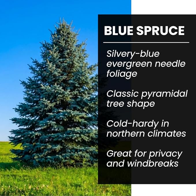 Blue Spruce Bonsai Seeds (30 Pack) – Colorado Blue Spruce Tree for Planting – Grow Miniature Evergreen for Bonsai – Cold Hardy Conifer - Moderate Grower - Peaceful Hobby