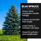 Blue Spruce Seeds for Bonsai (30 Pack) – Grow Colorado Blue Spruce Miniature Evergreen Tree – Picea pungens glauca - Peaceful Bonsai Hobby or Gift