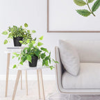 AceList 2 Pack Fake Plants, Artificial Plants for Home Decor Indoor, Realistic Fake Watermelon Leaves with Black Pot for Bedroom Living Room Shelf Outdoor Office Decor