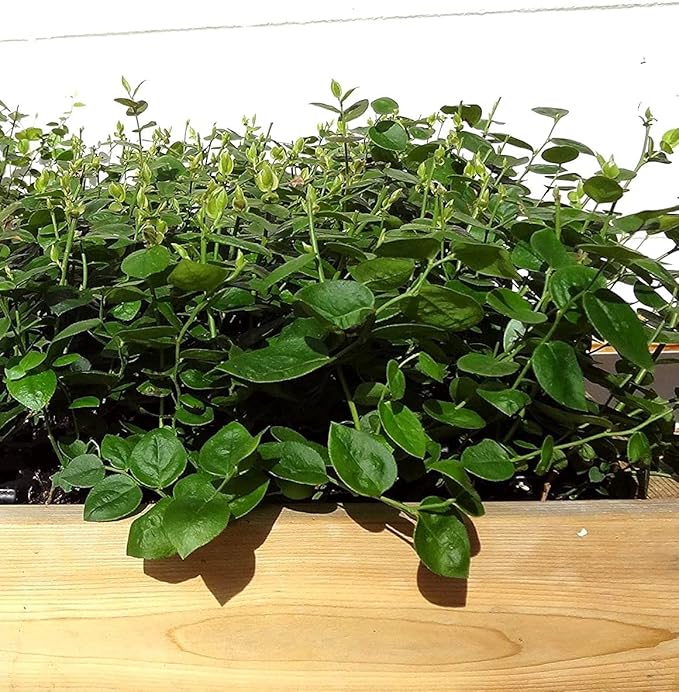 Two Healthy Live Plants of Blueberry Plants Top Hat - 4" ~ 6" Tall Each