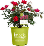 Knockout Double Red Rose, 1g