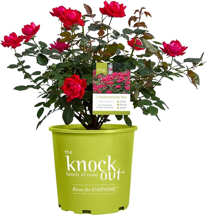 Knockout Double Red Rose, 1g