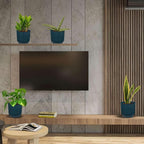 Easy Care Live Plants for Indoor | Different Houseplants in Multiple Sizes | Real House Plant for Living Room, Office, Desk & Bathroom
