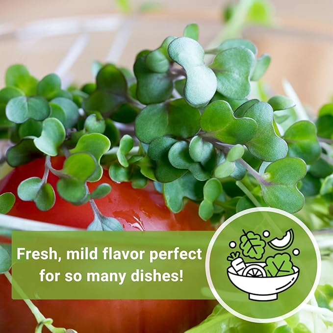 Sow Right Seeds - Red Kale Microgreen Seed for Growing - Instructions to Grow Your Own Delicious and Healthy Microgreens - Plant Indoors with no Special Equipment - Super Easy Superfood Sprouts