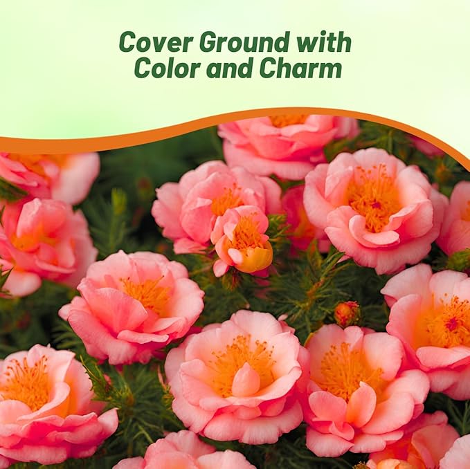 Outsidepride Sundial Peach Portulaca Moss Rose Seeds - 250 Pcs Annual, Heat & Drought Tolerant, Soil Adaptable Moss Seeds Ground Cover & Flower Seeds for Planting in Gardens & Xeriscapes (AAS Winner)