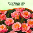 Outsidepride Sundial Peach Portulaca Moss Rose Seeds - 250 Pcs Annual, Heat & Drought Tolerant, Soil Adaptable Moss Seeds Ground Cover & Flower Seeds for Planting in Gardens & Xeriscapes (AAS Winner)