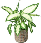 Dieffenbachia Camille Live Plant for Indoor | Different Houseplants in 4'' & 6'' Pot | Real House Plant for Living Room, Office, Desk & Bathroom | Cane | Camille