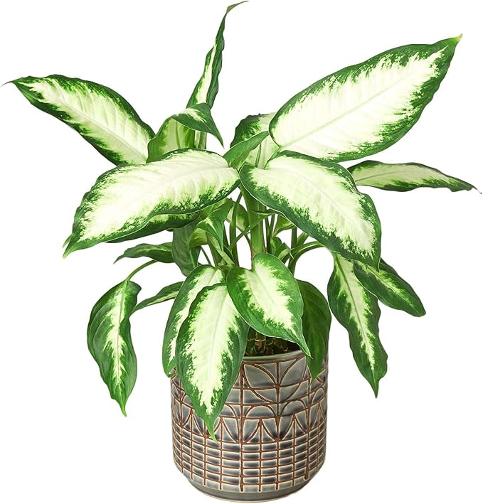 Dieffenbachia Camille Live Plant for Indoor | Different Houseplants in 4'' & 6'' Pot | Real House Plant for Living Room, Office, Desk & Bathroom | Cane | Camille