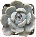 Sprout N Green Echeveria 'Snow Bunny', Live Succulent Fully Rooted in 2" Pot with Soil, House Plant for Indoor Outdoor Home Office Wedding Decoration Party Favor, Pets Friendly, Easy to Care