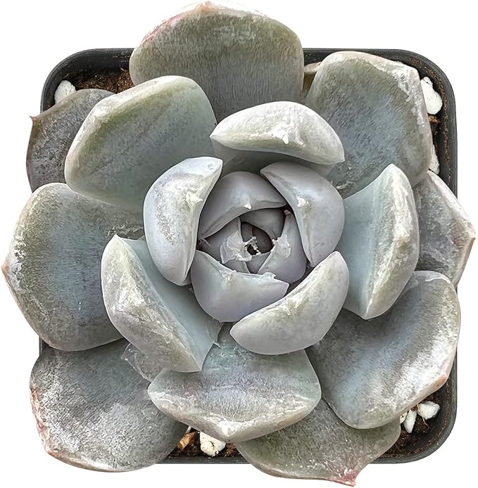 Sprout N Green Colorful Succulents Collection, 3 Live Succulent Plant Fully Rooted in 2 inch Starter Pot, Home Office Indoor Outdoor Wedding Decoration DIY Projects Party Favor