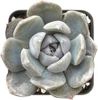 Sprout N Green Colorful Succulents Collection, 3 Live Succulent Plant Fully Rooted in 2 inch Starter Pot, Home Office Indoor Outdoor Wedding Decoration DIY Projects Party Favor