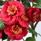 Blooming & Beautiful - April Tryst Camellia - 3 Gal - Evergreen Shrub - Fragrant Red Showy Blooms - Green Foliage - Zones 6-9 - Camellia Japonica ‘April Tryst’ - 3 Gallon Pot