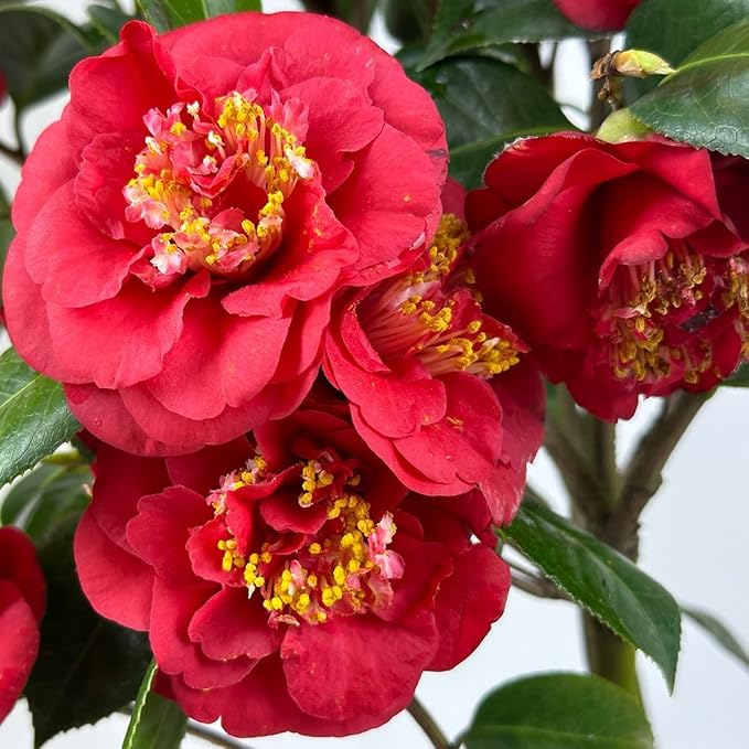 Blooming & Beautiful - April Tryst Camellia - 3 Gal - Evergreen Shrub - Fragrant Red Showy Blooms - Green Foliage - Zones 6-9 - Camellia Japonica ‘April Tryst’ - 3 Gallon Pot