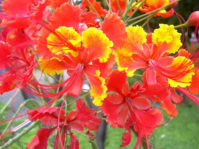 KVITER 10 Red Bird of Paradise seeds (Caesalpinia Pulcherrima) – Pride of Barbados,Dwarf Poinciana,Peacock Flower Seeds for Planting,Mexican Birds of Paradise – Perennial Bush seeds for Outdoor Garden