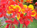 KVITER 10 Red Bird of Paradise seeds (Caesalpinia Pulcherrima) – Pride of Barbados,Dwarf Poinciana,Peacock Flower Seeds for Planting,Mexican Birds of Paradise – Perennial Bush seeds for Outdoor Garden