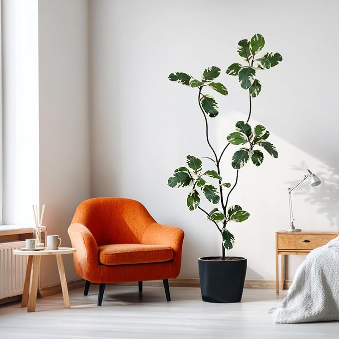 AfanD 6FT Artificial Rubber Tree – Realistic Variegated Ficus with Natural Trunk, Faux Indoor Plant for Living Room, Office, Bedroom & Commercial Decor, No Maintenance
