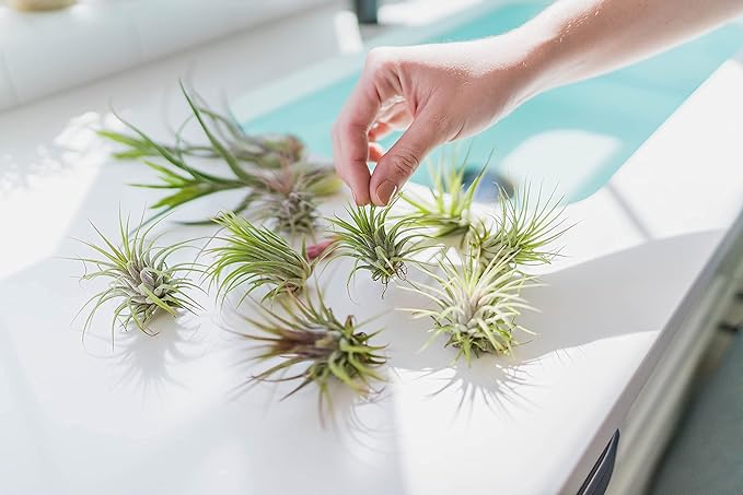 5 Pack Air Plants Red Abdita Tillandsia - Medium Air Plants Live Variety Pack - Live Succulent House Plant - Home Holders and Garden Decor - Easy Care Indoor and Outdoor Plant
