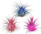 Air Plants - Tillandsia Ionantha - Organically Enhanced Color - Live Arrival Guaranteed - House Plants for Home Decor & Gift (Blue-Pink-Coral-Mix 3PK)