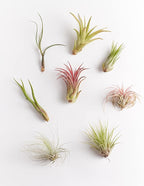 Shop Succulents Bromeliad Collection Hand Selected Variety of Tillandsia Ionantha, Purifying Live Indoor Air Plants