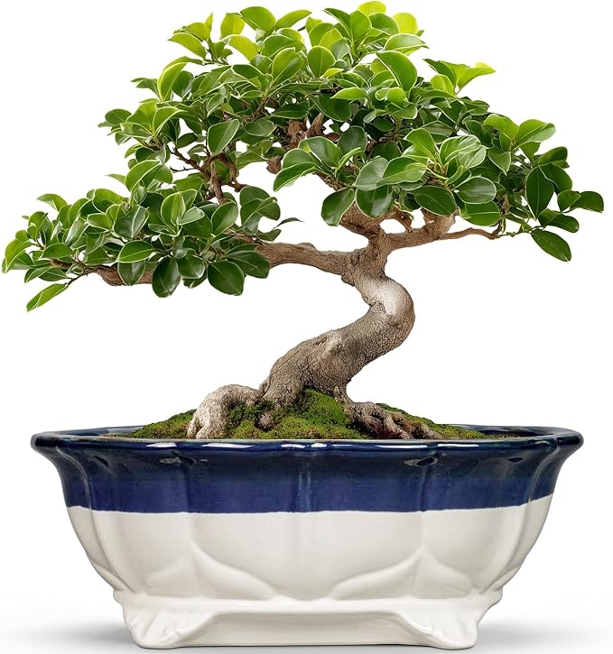 11 Inch Succulent Planters - Ceramic Bonsai Pots with Drainage Hole, Bonsai Planter for Indoor Outdoor Plants, Large Shallow Planter, Patio Garden Decor, Gifts for Plant Lover, Oval Beige-Blue