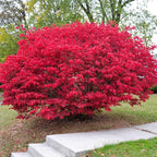 Brighter Blooms - Dwarf Burning Bush, 2 Gallon - No Shipping to AK, AZ, HI, IA, MA, MD, ME, MO, NH, NY, OR, PA, VT, WI