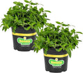 Bonnie Plants Sweet Mint, Live Plant, 1 Gal., 2-Pack
