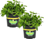 Bonnie Plants Sweet Mint, Live Plant, 1 Gal., 2-Pack