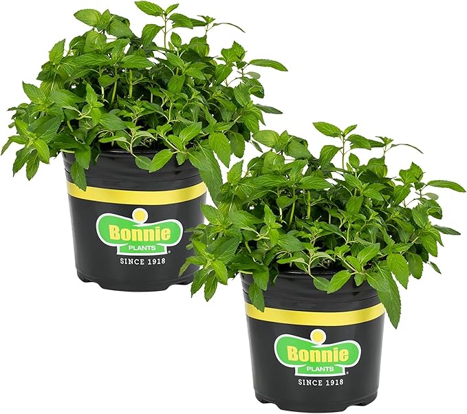 Bonnie Plants Sweet Mint, Live Plant, 1 Gal., 2-Pack