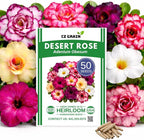 50 Seeds Adenium Obesum Seeds (Desert Rose) – Grow Exotic Caudex Succulent Flowering Plant for Indoor Bonsai or Outdoor Patio – Drought Tolerant, Pink Blooming Ornamental Plant for Containers