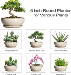 SQOWL Small Bonsai Pots - 6 Inch Ceramic Plant Pots for Succulents, Shallow Planter with Drainage Hole and Saucer, Round Planters for Indoor Outdoor Cactus Plants, House Decor, Birthday Gifts, Beige