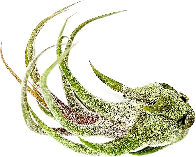 ragnaroc Air Plants - Tillandsia Pruinosa, Large 3-5" - 2ct - Live Arrival Guaranteed - House Plants for Home Decor & Gift