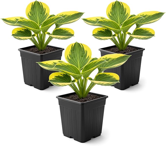 Live Perennial Hosta - Queen Josephine (3 Plants Per Pack) Beautiful Accent Plant, 10" Tall by 4" Wide in 1 Qt Pot