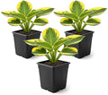 Live Perennial Hosta - Queen Josephine (3 Plants Per Pack) Beautiful Accent Plant, 10" Tall by 4" Wide in 1 Qt Pot