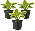 Live Perennial Hosta - Queen Josephine (3 Plants Per Pack) Beautiful Accent Plant, 10" Tall by 4" Wide in 1 Qt Pot