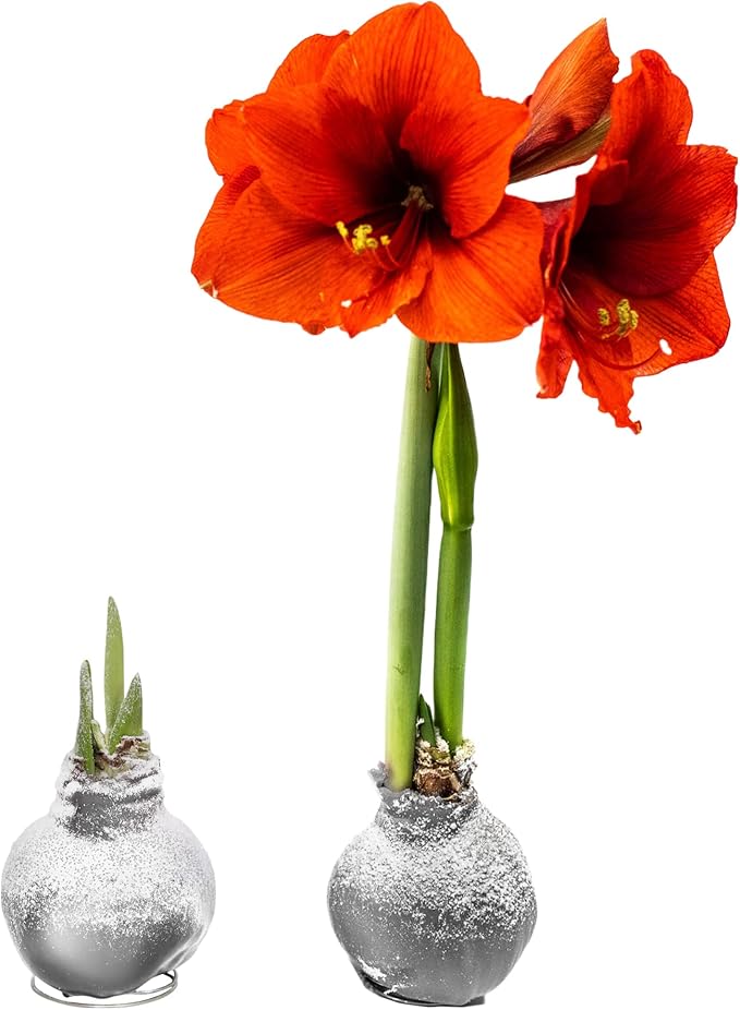 Snow Flecked Waxed Amaryllis Bulb 2-Pack – Silver Wax with Red Blooms – Live Holiday Gift Plant, Easy Care, No Watering Needed