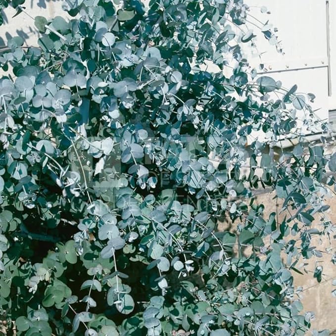 Fragrant Starter Eucalyptus Tree Plant Live, 5-8 Inches Tall, Dormant, Fragrant Leaf for Home Decor, Ready for Transplant (Silver Dollar)